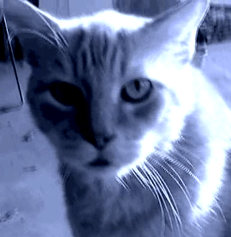 pookie - not my favorite cast member